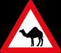 Camel crossing